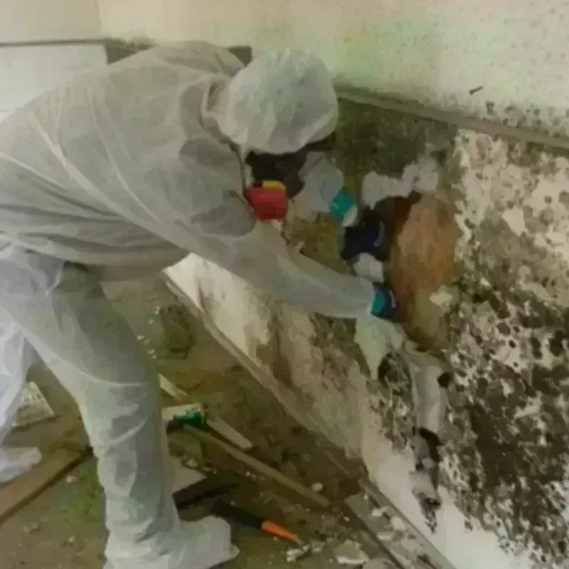 Mold Remediation and Removal in DuBois, PA